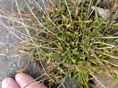 Wahlenbergia marginata