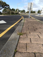 Wahlenbergia marginata