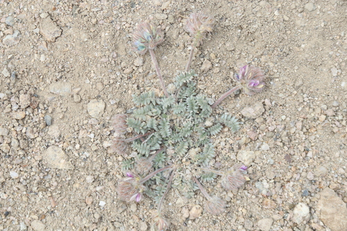 Image of Oxytropis tatarica by (c) Edmundas Greimas, some rights reserved (CC BY)