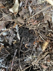 Plethodon cinereus image