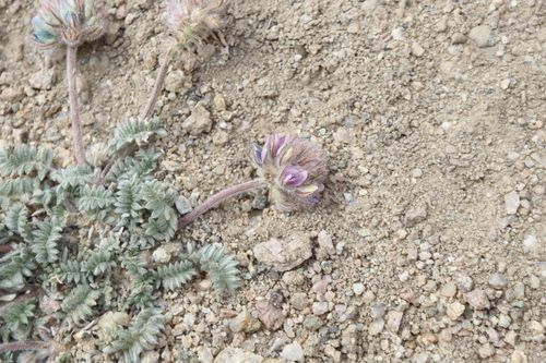 Image of Oxytropis tatarica by (c) Edmundas Greimas, some rights reserved (CC BY)