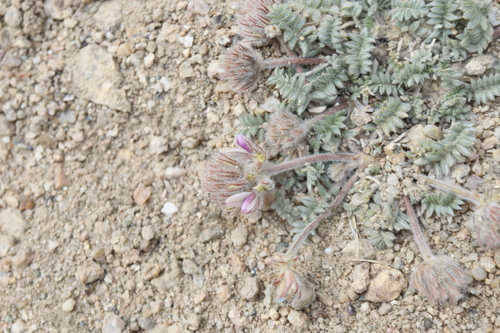 Image of Oxytropis tatarica by (c) Edmundas Greimas, some rights reserved (CC BY)