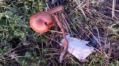 Laccaria trichodermophora