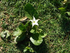 Jaborosa integrifolia