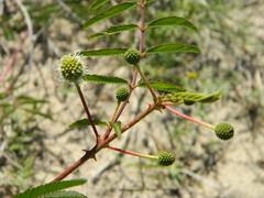 Mimosa tweedieana