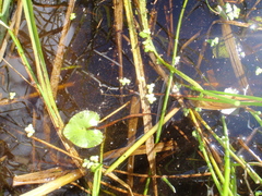 Caltha natans