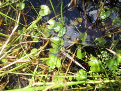 Caltha natans