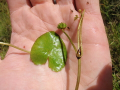 Caltha natans