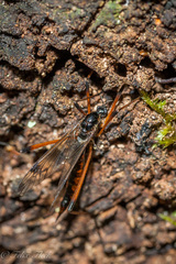 Dictenidia bimaculata