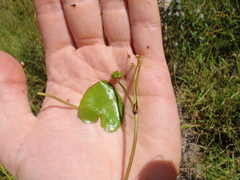 Caltha natans