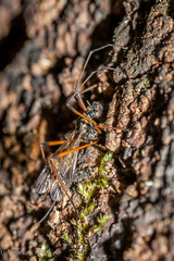 Dictenidia bimaculata