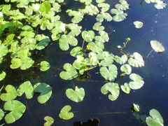 Caltha natans