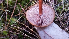 Laccaria trichodermophora