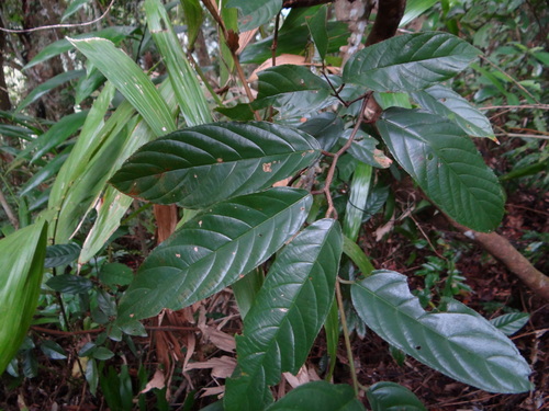 Image of Sageretia Randaiensis (Sageretia randaiensis) by (c) 呂一起(Lu i-chi), some rights reserved (CC BY)