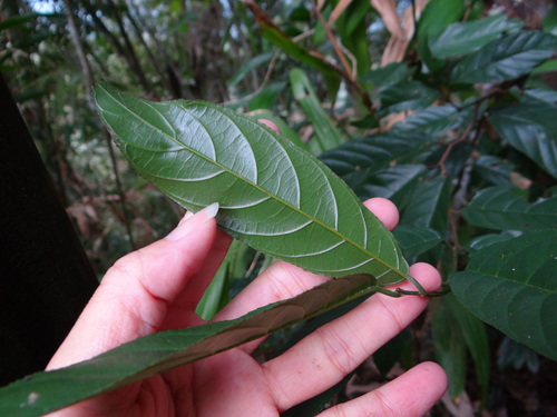 Image of Sageretia Randaiensis (Sageretia randaiensis) by (c) 呂一起(Lu i-chi), some rights reserved (CC BY)
