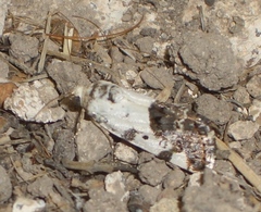 Tarache tetragona