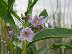 Solanum glaucophyllum
