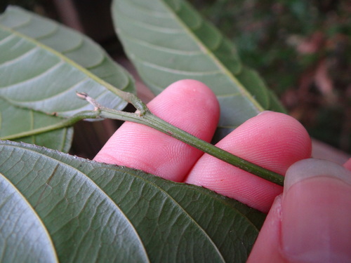 Image of Sageretia Randaiensis (Sageretia randaiensis) by (c) 呂一起(Lu i-chi), some rights reserved (CC BY)