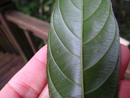 Image of Sageretia Randaiensis (Sageretia randaiensis) by (c) 呂一起(Lu i-chi), some rights reserved (CC BY)
