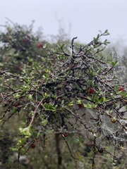 Coprosma cheesemanii