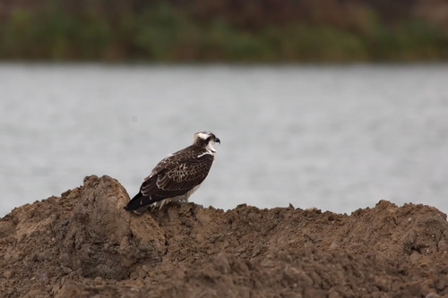 Águila pescadora (Pandion haliaetus)