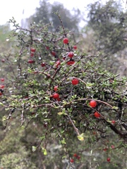 Coprosma cheesemanii