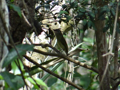 Rhynchocyclus brevirostris