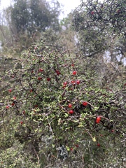 Coprosma cheesemanii