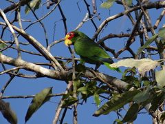 Amazona xantholora