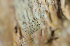 Chaenotheca xyloxena