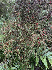 Coprosma cheesemanii