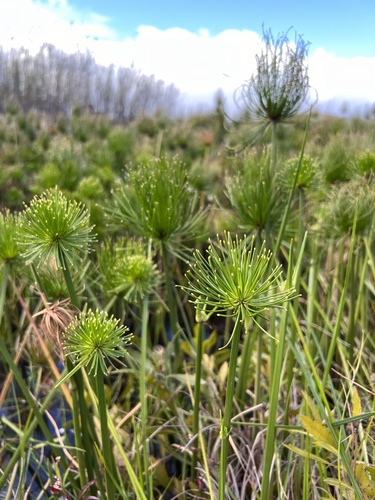 Cyperus prolifer