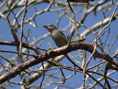 Piranga roseogularis