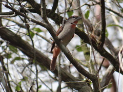 Piranga roseogularis