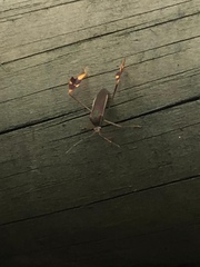 Anisoscelis scutellaris