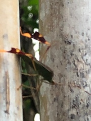 Anisoscelis scutellaris