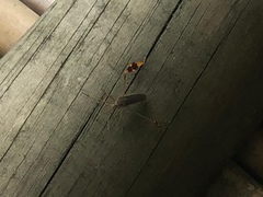 Anisoscelis scutellaris