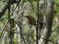 Ramphocaenus melanurus