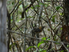 Ramphocaenus melanurus