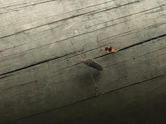 Anisoscelis scutellaris