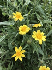 Monolopia lanceolata