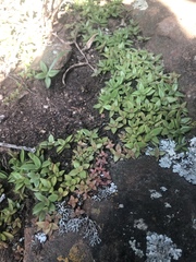 Crassula setulosa jenkinsii