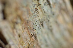 Chaenotheca xyloxena