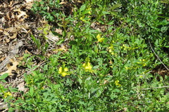 Melilotus officinalis