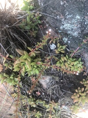 Crassula setulosa jenkinsii