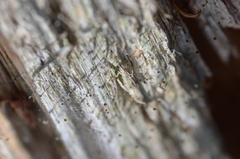 Chaenotheca xyloxena