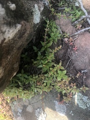 Crassula setulosa jenkinsii