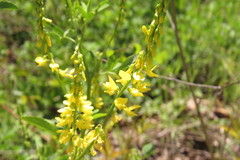 Melilotus officinalis