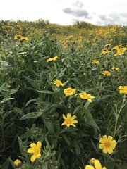 Monolopia lanceolata