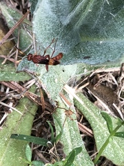 Trogomorpha arrogans